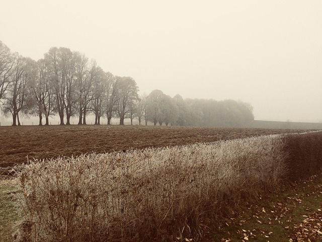 Ruelle de la forêt