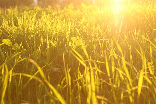 Free Grass Meadow photo and picture
