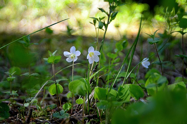 Blüte, Wilde Erdbeeren, Feder, Wald