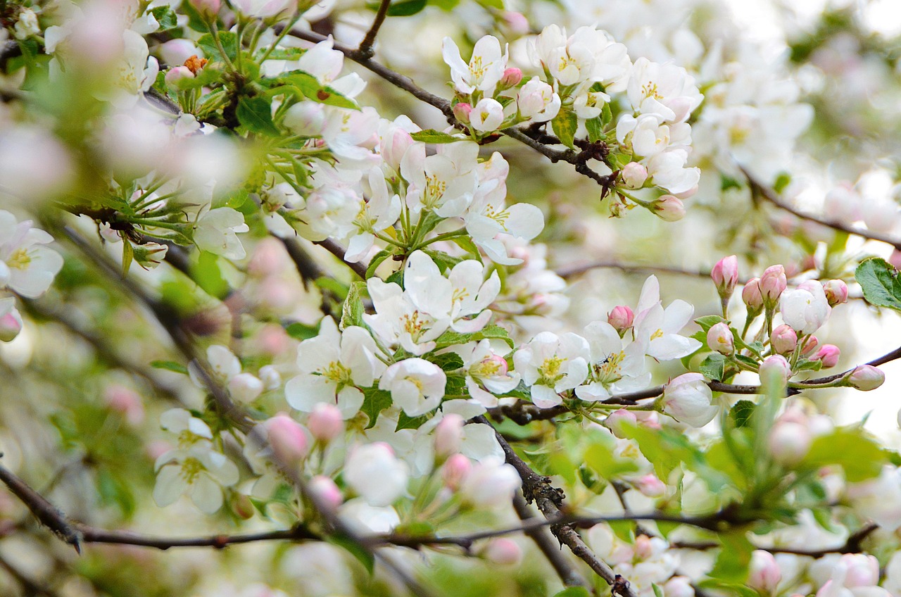 Bloom Spring Tenderness - Free photo on Pixabay - Pixabay
