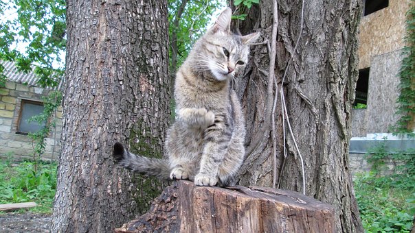 Free Cat Nature photo and picture