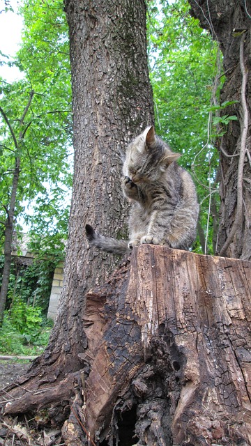 Free Kat Nature photo and picture