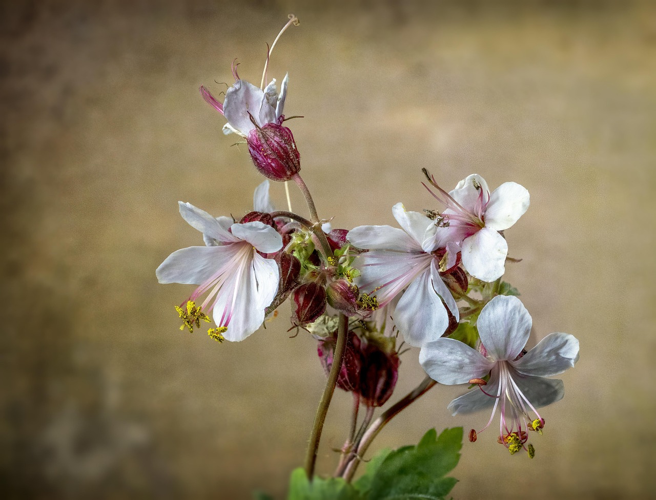Geranium Wildflower Blossom - Free photo on Pixabay - Pixabay