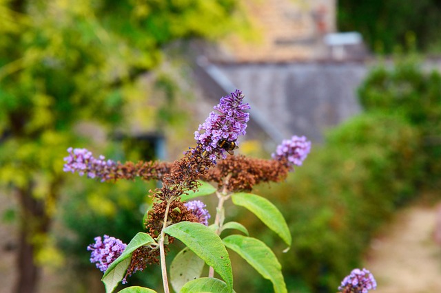 Bourdon, Flor, Naturaleza, Bee, Insecto