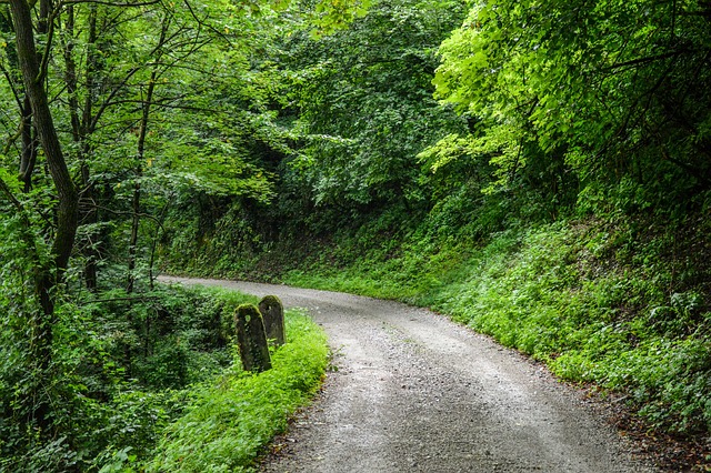 Camino, Bosque, Medio Ambiente, Paisaje