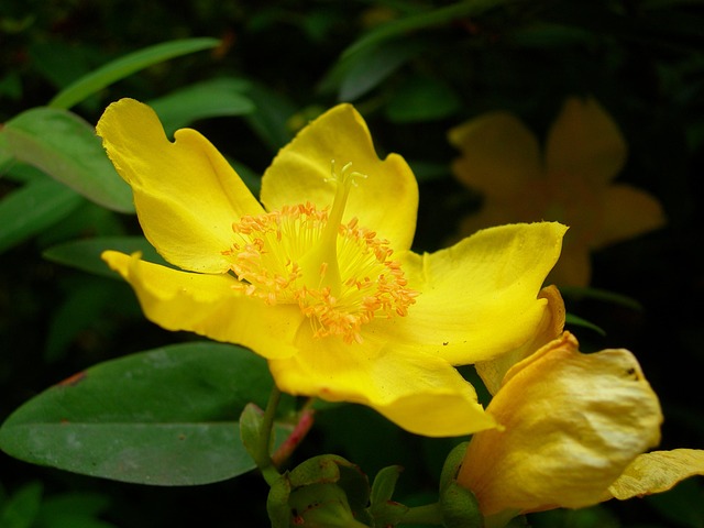 Free Daffodil Flower Background photo and picture