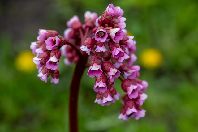Badan, Natur, Blumen, Rosa, Blühen