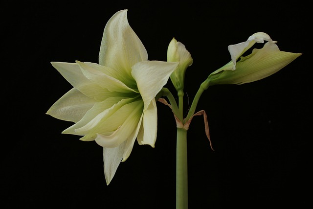 Amaryllis, Hvid Blomst, Stilleben