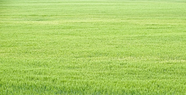 Free Wheat Land photo and picture