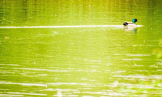 Free Duck River photo and picture