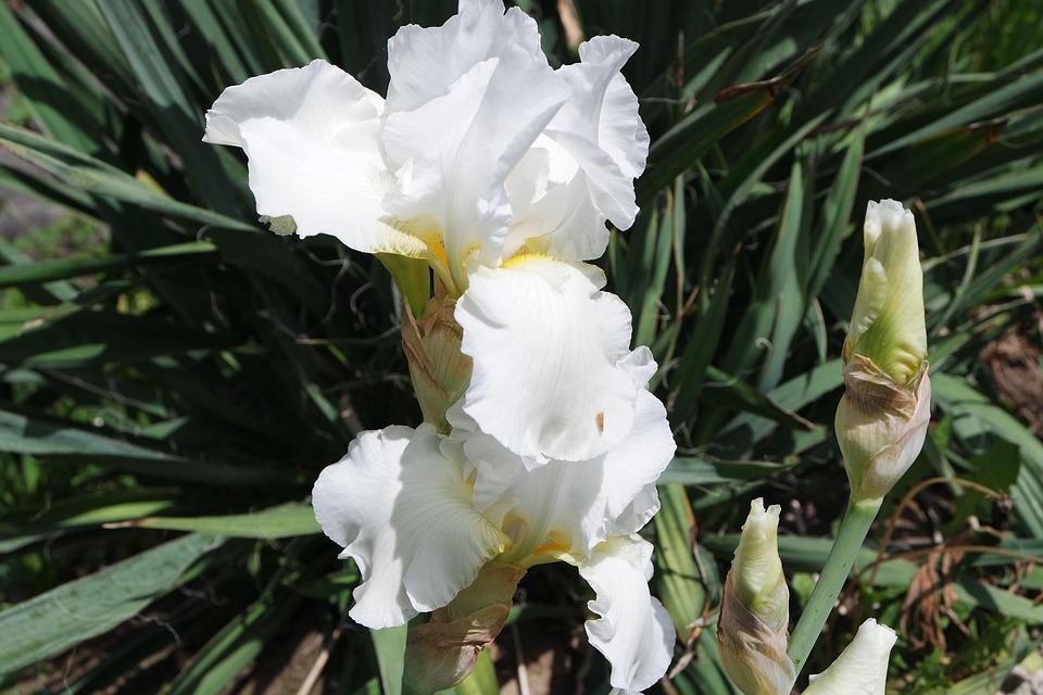 Sword Lily White Spring - Free photo on Pixabay - Pixabay