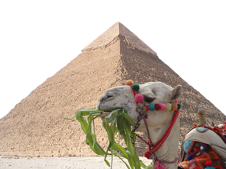 Visitante, Egito, Camelo, Sahara, Cairo