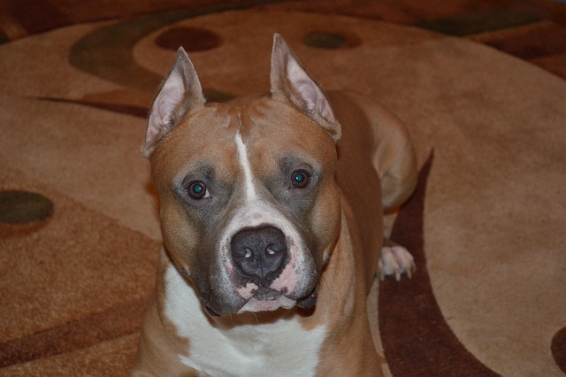 Staffordshire Terrier