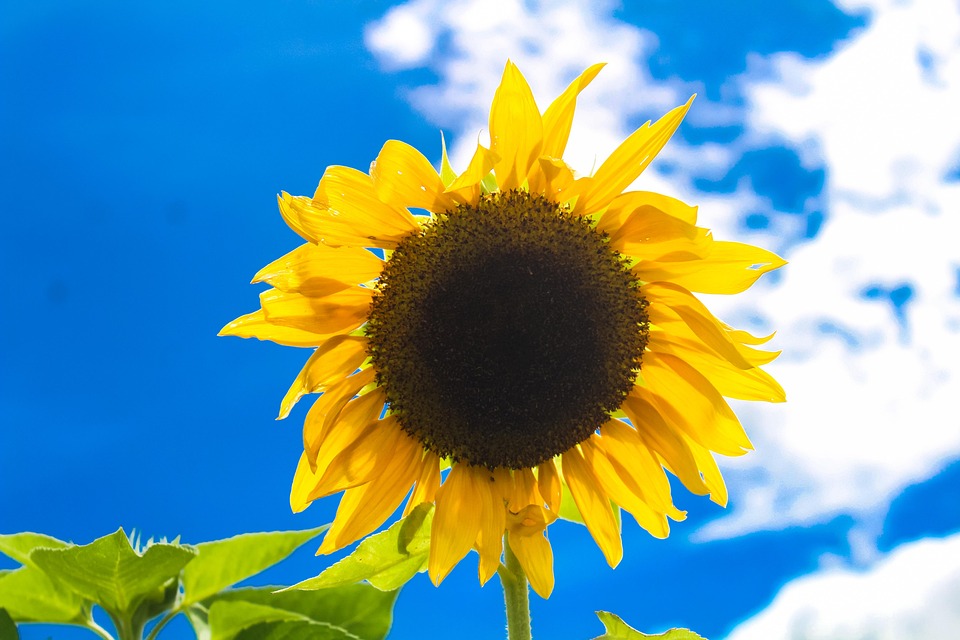 Sonnenblume Singida Tansania - Kostenloses Foto auf Pixabay