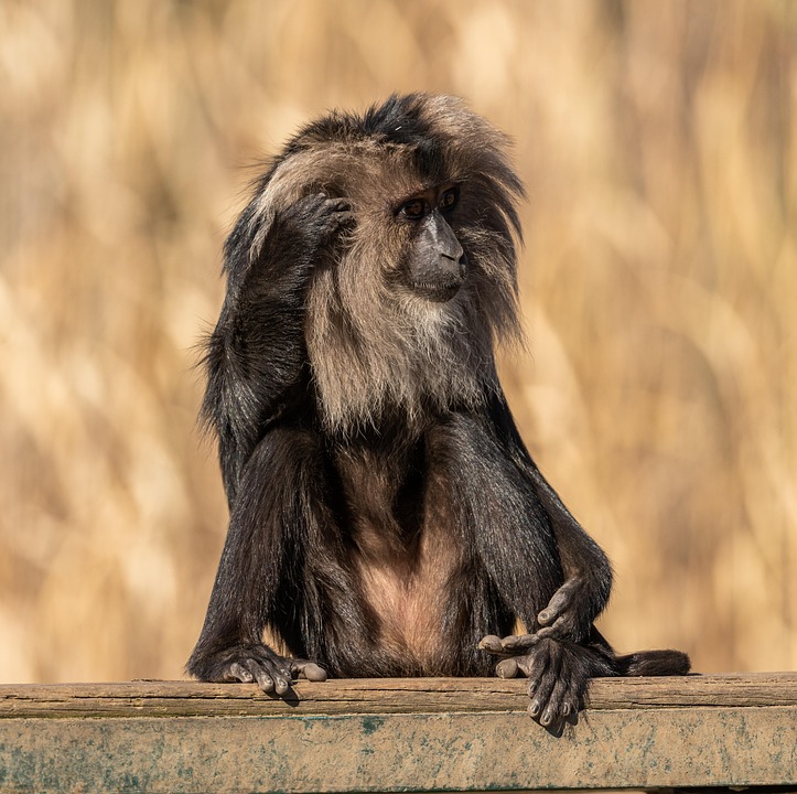 Macaque Monkey Primate Free Photo On Pixabay Macaque Monkey Primate Free Photo On Pixabay