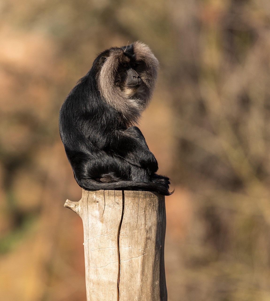 Download free HD stock image of Macaque Monkey Free Macaque Monkey photo and picture