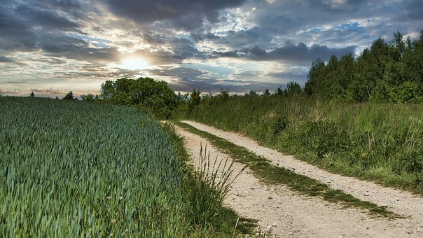 Veld, Weide, Landbouw, Graan, De Lente