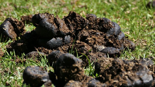 Mest, Meststof, Landbouw, Uitwerpselen