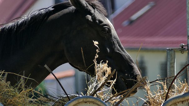 Nakomelingen, Hengst, Pony, Oog, Paard