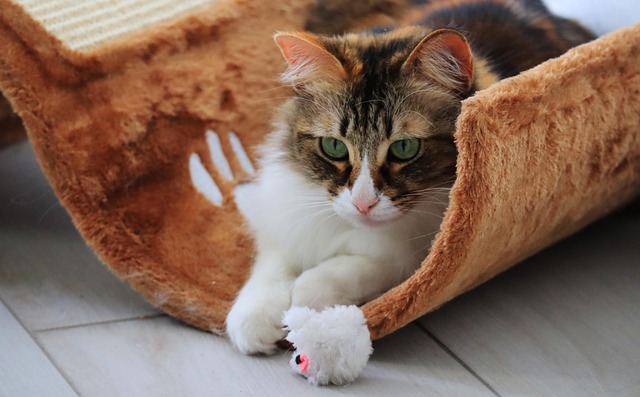Free Cat Nature photo and picture