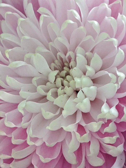 Free Petals Flower photo and picture