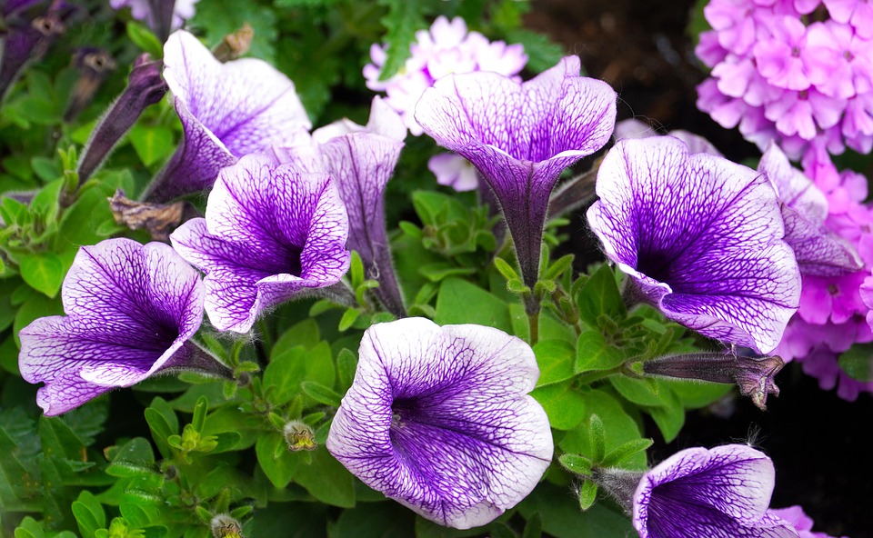ペチュニア 花 ツクバネアサガオ Pixabayの無料写真