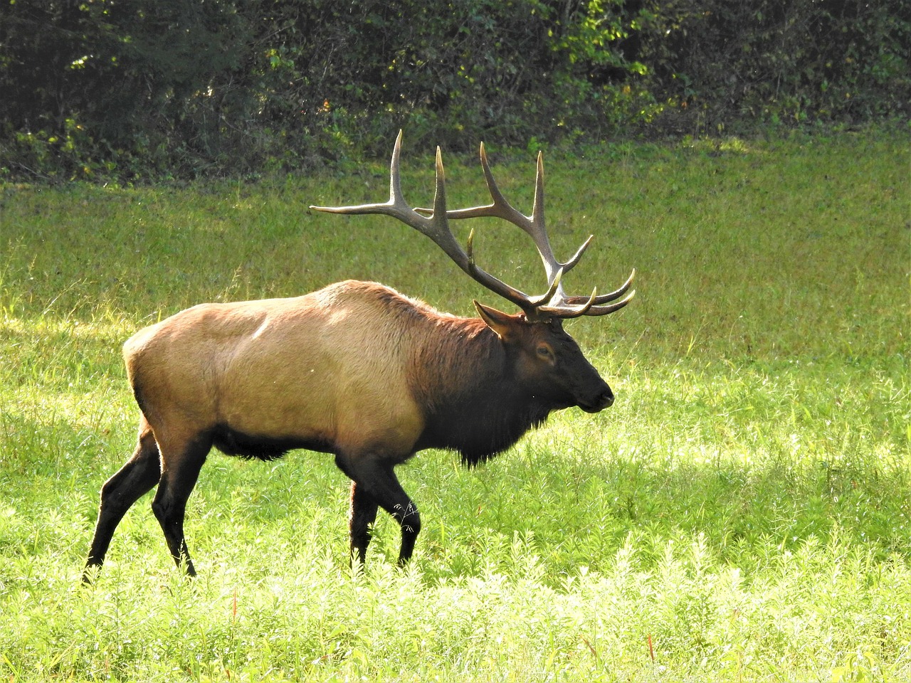 Que Es Wapiti Que Es Wapiti