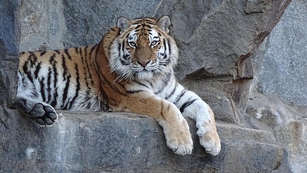 Тигр, Сибирский, Amurtiger, Хищник