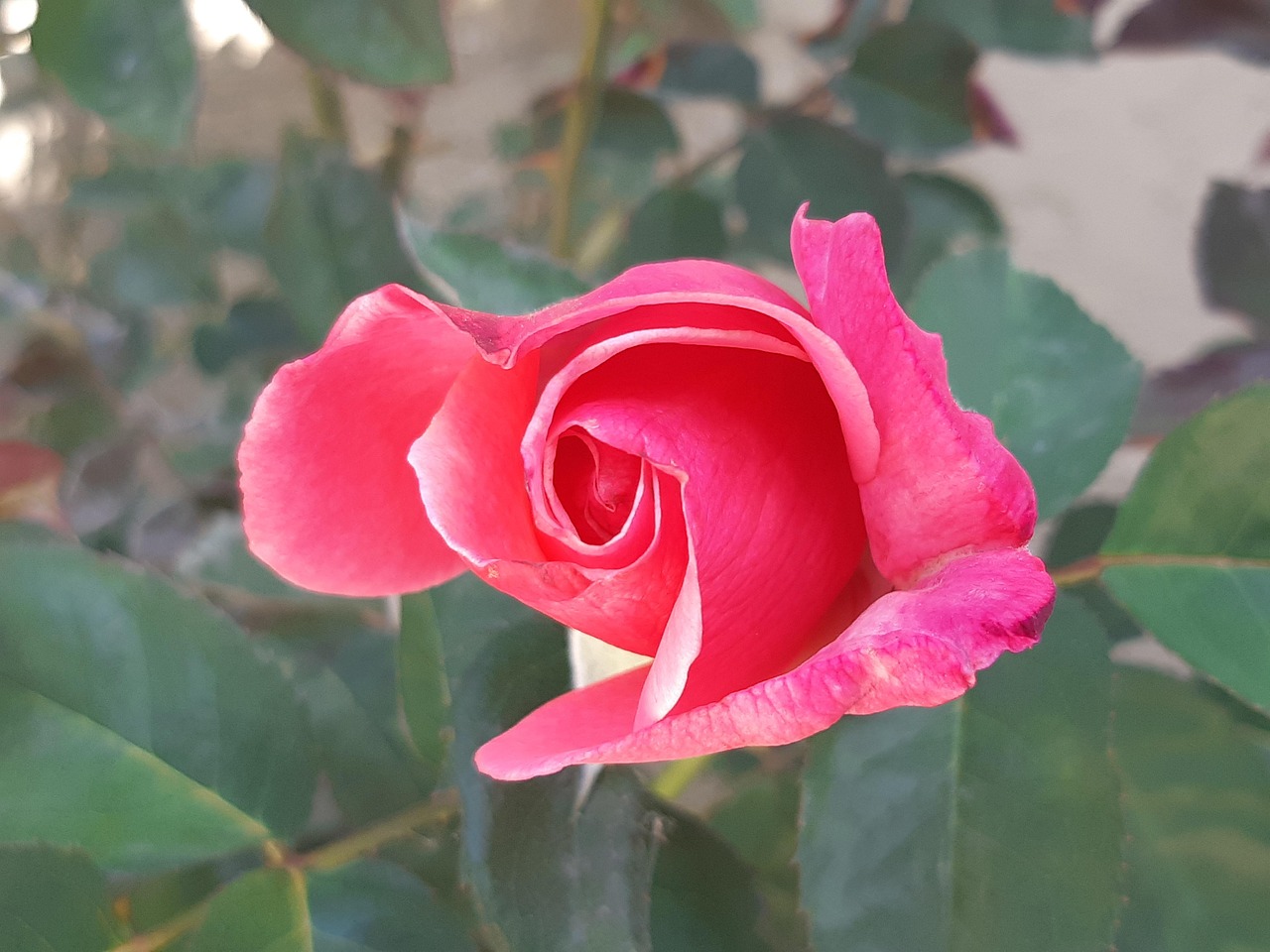 Stacked Roses Stacked Roses Beauty Rose - Free photo on Pixabay - Pixabay
