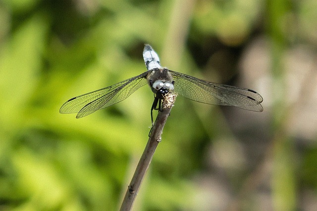 Dragonfly, Insect, Predator