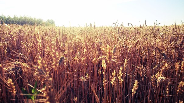 Free Field Castilla photo and picture