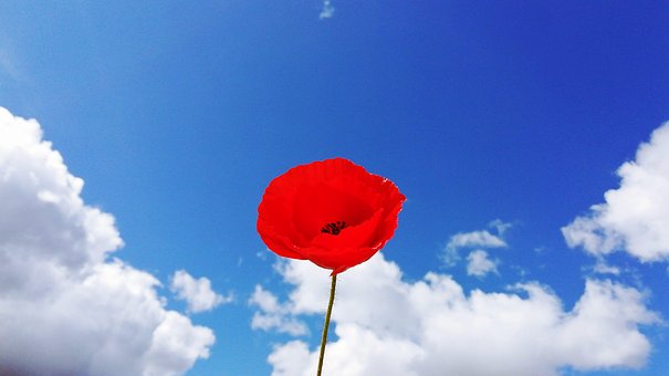 Free Flower Poppies photo and picture