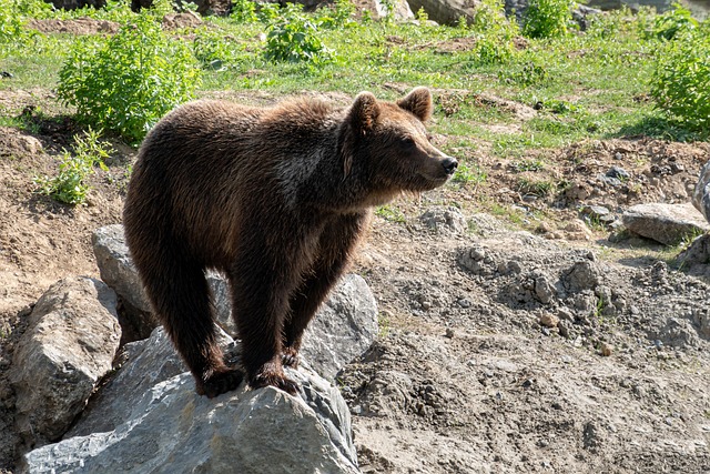 Free Bear Animal photo and picture
