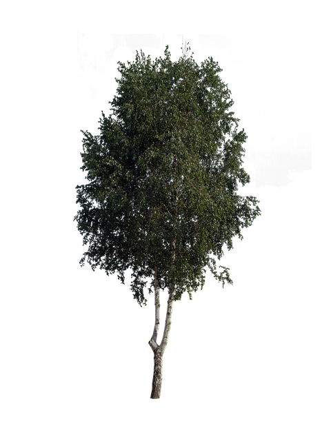 Free tree nature forest illustration
