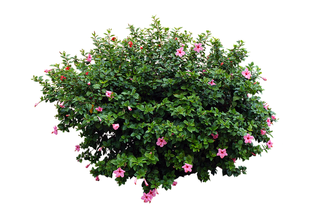 Free flowers plant garden illustration