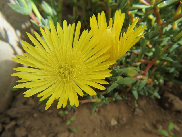 Free Flower Yellow photo and picture