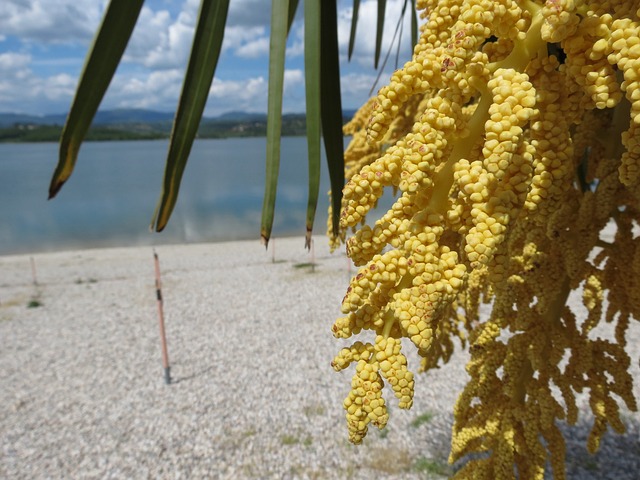 Free Beach Coconut Tree photo and picture