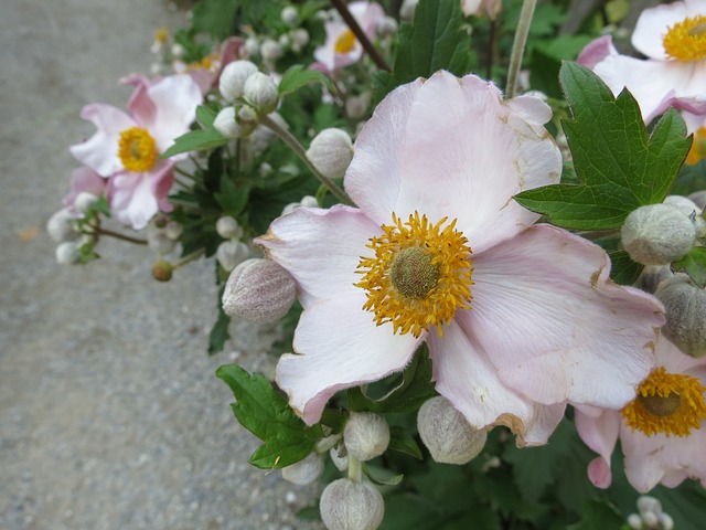 Free Flower White photo and picture
