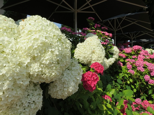 Free Hydrangea Flower photo and picture