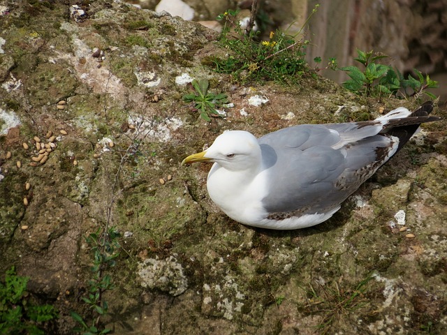 Free Seagull Earth photo and picture