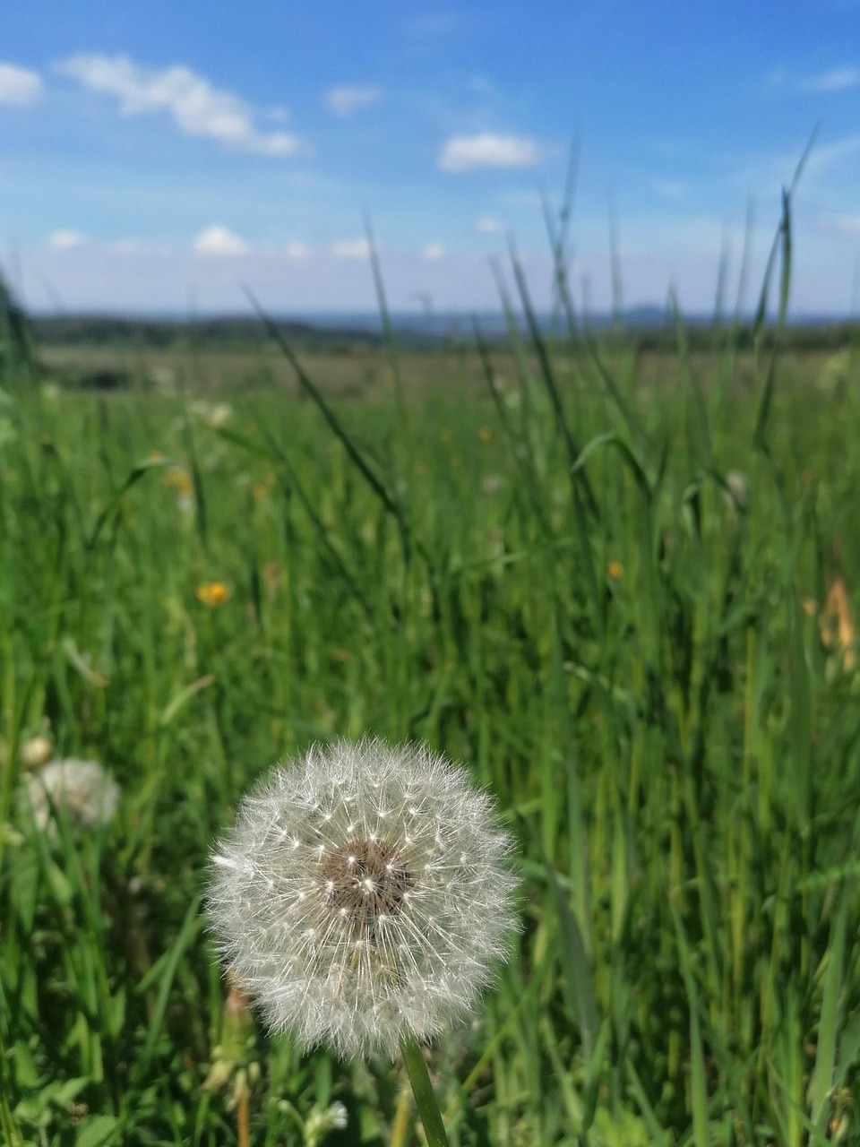 Vert Prairie Fleurie - Photo gratuite sur Pixabay - Pixabay