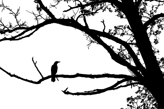 Free forest crow silhouette vector