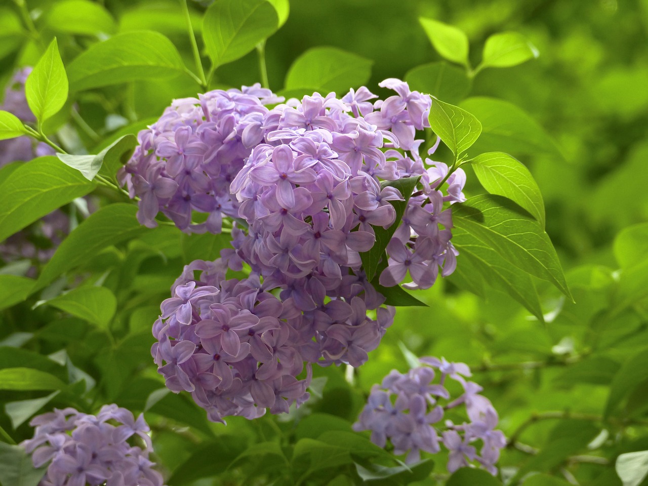 lila-flores-primavera-foto-gratis-en-pixabay