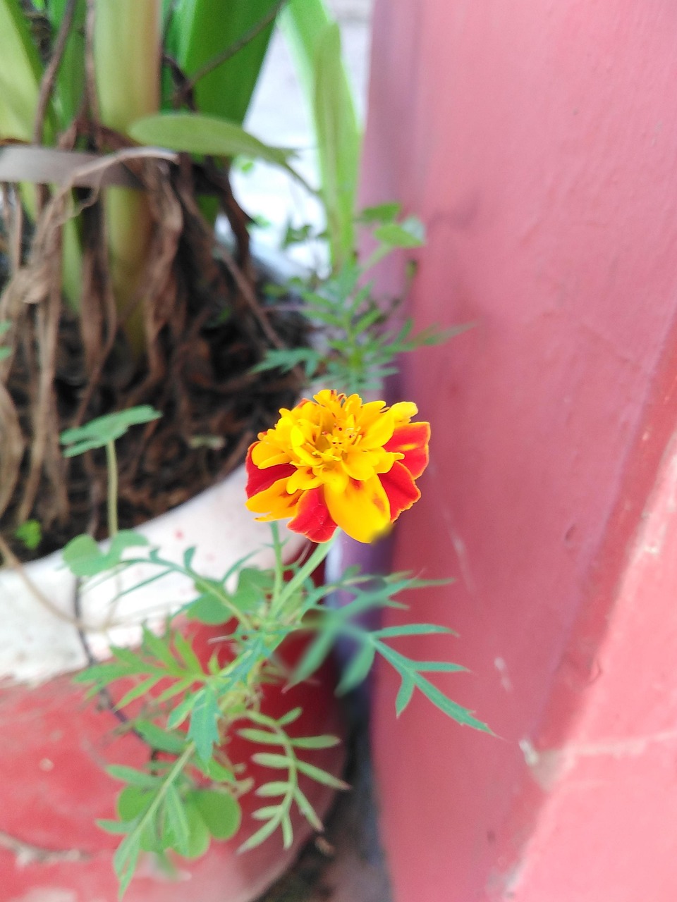 flower-plant-g-free-photo-on-pixabay-pixabay
