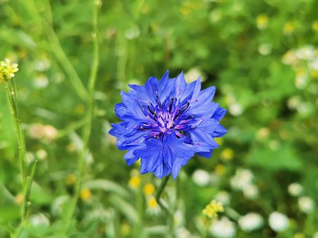 Flor, Centáurea, Azul, Natureza, Planta