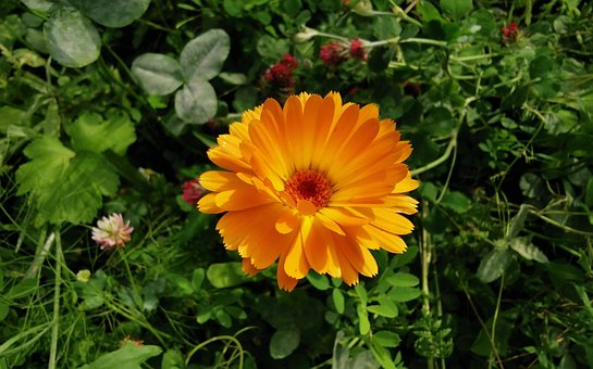 Flor, Gerbera, Natureza, Amarelo