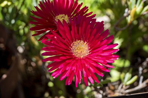 Flores, Hermosas Flores, Rojo, Close Up