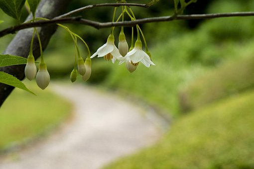 Flores, Naturaleza, Blanco