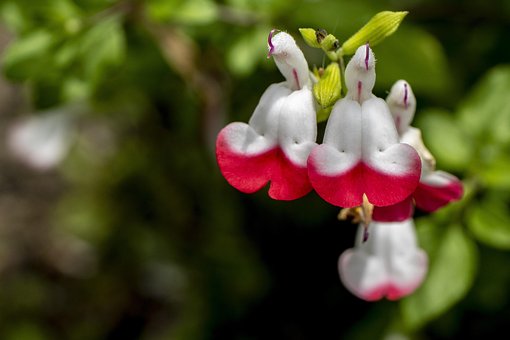 Flores, Rojo, Hermosas Flores, Blanco
