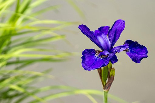 Iris, Flores, Azul